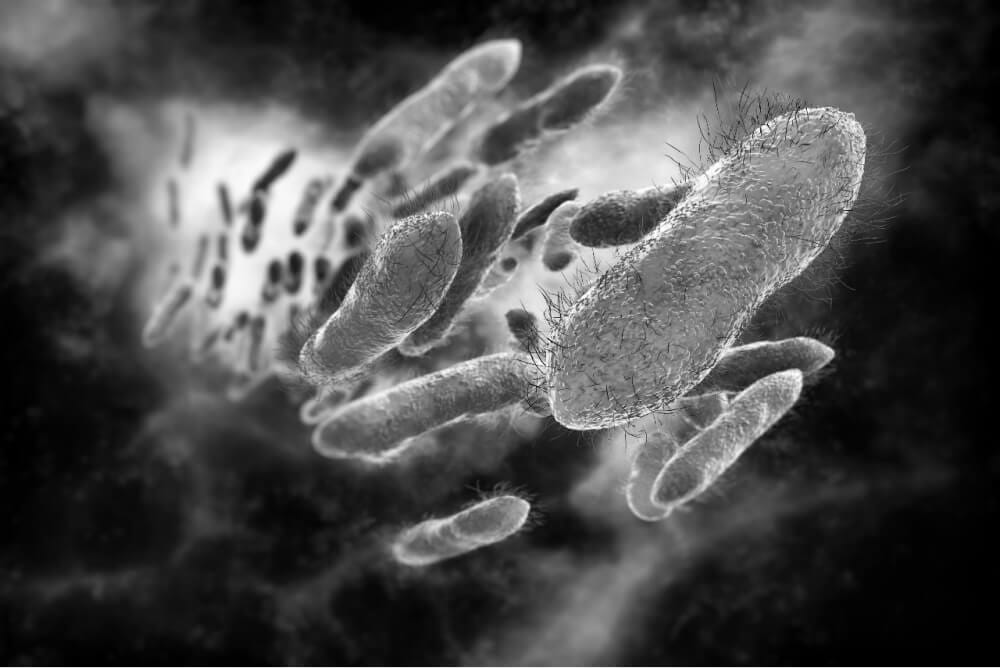 細菌バクテリアのイメージ写真