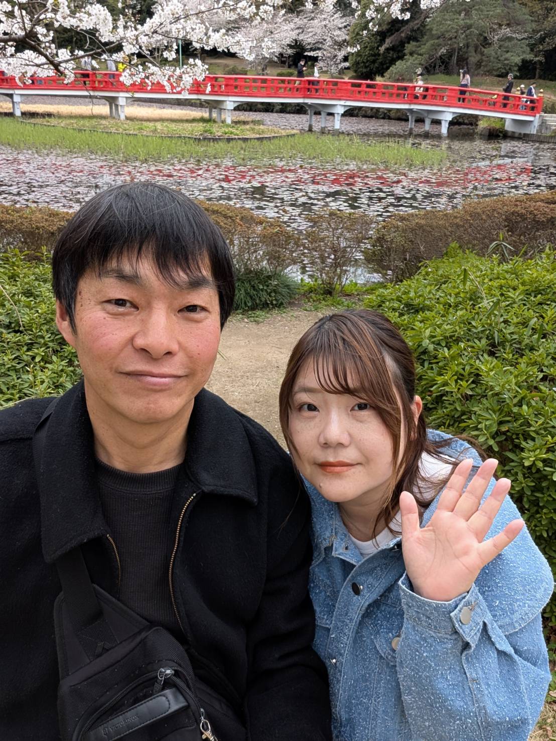 岩槻城址公園の満開の桜と赤い橋の風景
